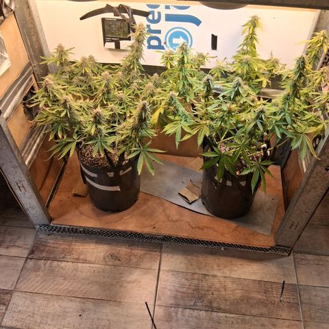 2 Auto Power Plant growlog timeline photo