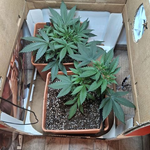 2 Rainbow maker Bsf  growlog timeline photo
