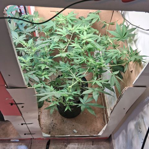 2 Egypto Indian seeds growlog timeline photo