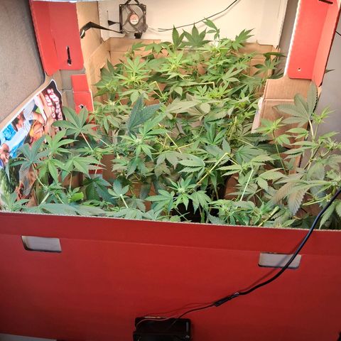 2 Egypto Indian seeds growlog timeline photo