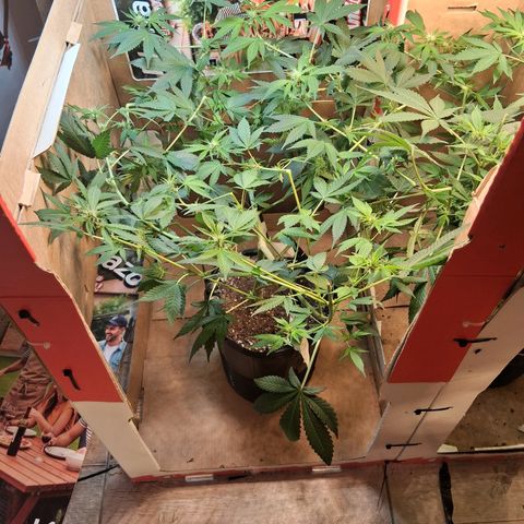 2 Egypto Indian seeds growlog timeline photo