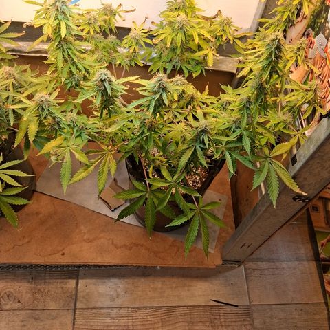 2 Auto Power Plant growlog photo: 23 hs