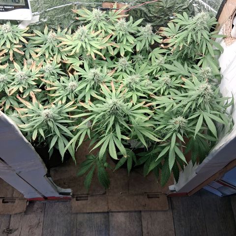 3 Critical Orange Punch growlog photo: 23 hs