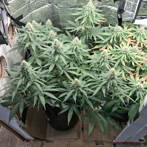 3 Critical Orange Punch growlog photo: 23 hs