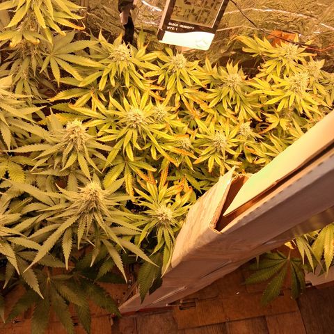 3 Critical Orange Punch growlog photo: 23 hs
