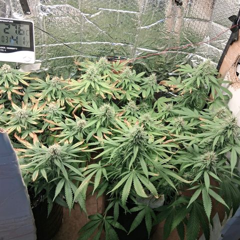 3 Critical Orange Punch growlog photo: 00.30 hs