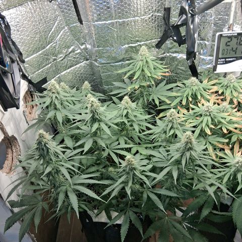 3 Critical Orange Punch growlog photo: 00.30 hs