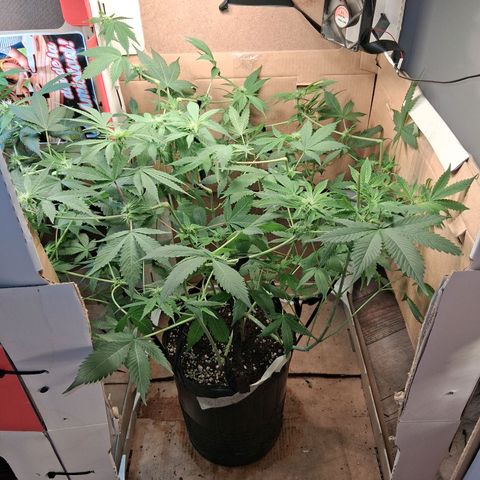 2 Egypto Indian seeds growlog photo: 00.30hs desp del riego y defolie hojas de abanico