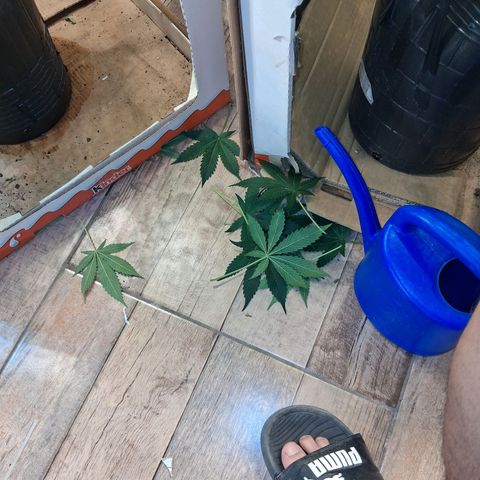 2 Egypto Indian seeds growlog photo: 00.30hs desp del riego y defolie hojas de abanico