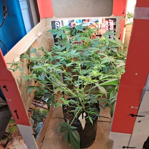 2 Egypto Indian seeds growlog photo: 00.30hs desp del riego y defolie hojas de abanico