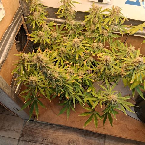 2 Auto Power Plant growlog photo: 00.30 hs