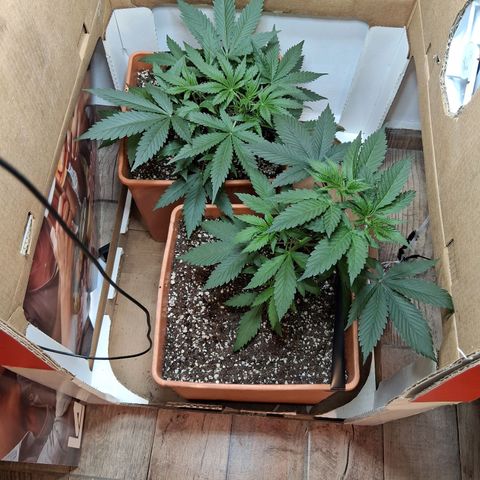 2 Rainbow maker Bsf  growlog photo: 00.30 hs