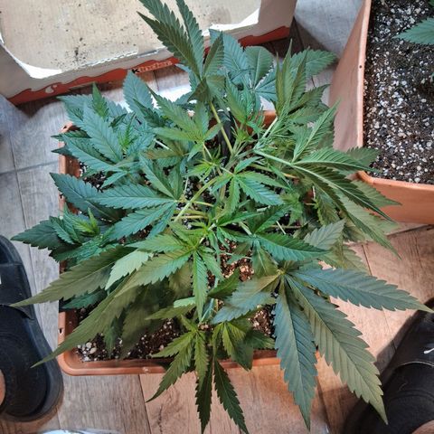 2 Rainbow maker Bsf  growlog photo: 23 hs. riego y ajuste lst a la foto