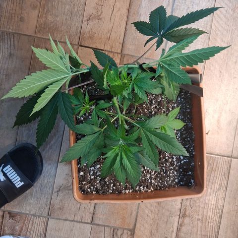2 Rainbow maker Bsf  growlog photo: 23 hs. riego y ajuste lst a la foto