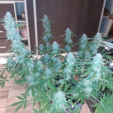 2 Auto Power Plant growlog photo: power plant 1 dias finales