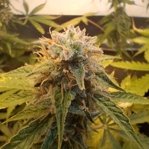 2 Auto Power Plant growlog photo: power plant 1 dias finales