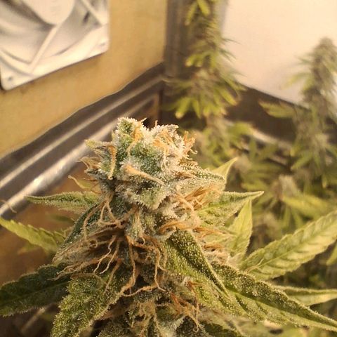 2 Auto Power Plant growlog photo: power plant 1 dias finales