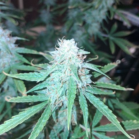 2 Auto Power Plant growlog photo: power plant 1 dias finales