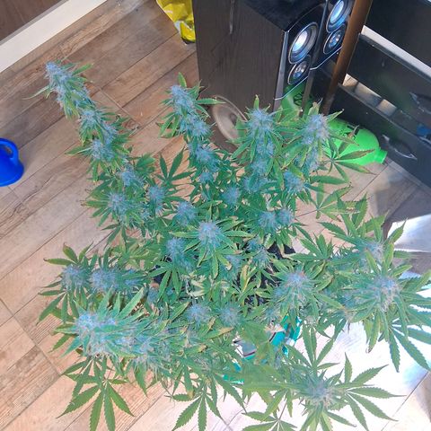 2 Auto Power Plant growlog photo: power plant 1 dias finales
