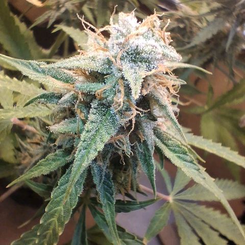 2 Auto Power Plant growlog photo: power plant 1 dias finales