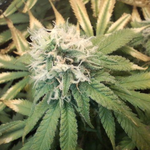 3 Critical Orange Punch growlog photo: 23 hs . foto macro de las cop