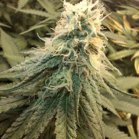 3 Critical Orange Punch growlog photo: 23 hs . foto macro de las cop