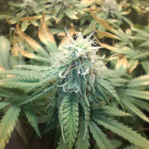 3 Critical Orange Punch growlog photo: 23 hs . foto macro de las cop