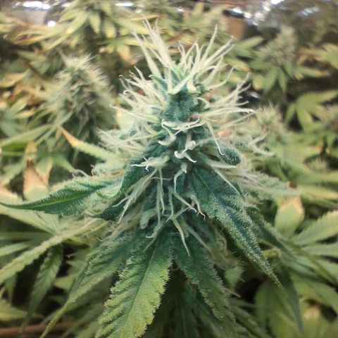 3 Critical Orange Punch growlog photo: 23 hs . foto macro de las cop