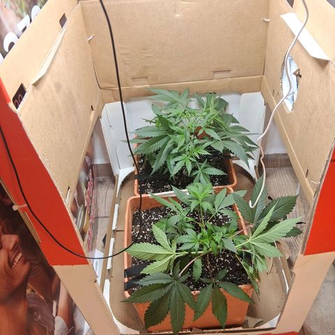 2 Rainbow maker Bsf  growlog photo: 23 hs 