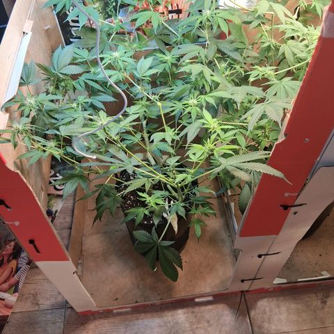 2 Egypto Indian seeds growlog photo: 23. hs