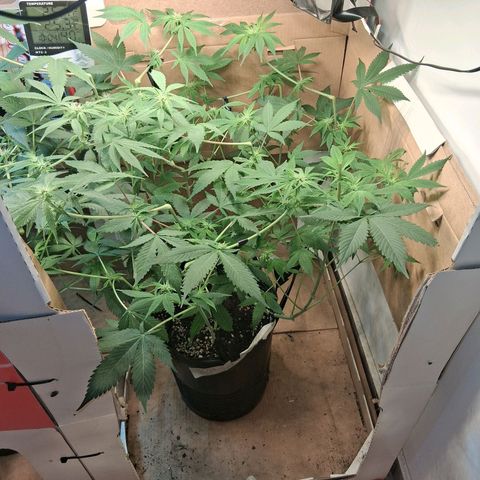 2 Egypto Indian seeds growlog photo: 23. hs