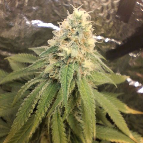 3 Critical Orange Punch growlog photo: 23 hs . foto macro de las cop