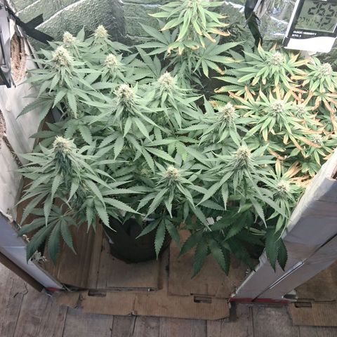 3 Critical Orange Punch growlog photo: 23 hs
