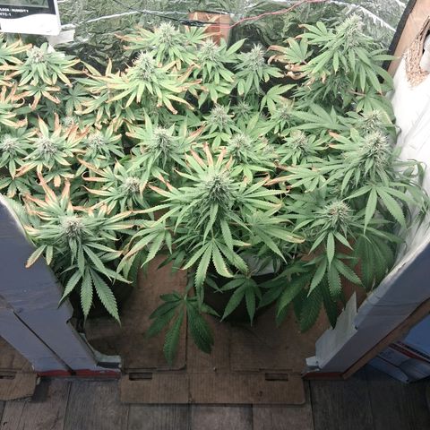 3 Critical Orange Punch growlog photo: 23 hs