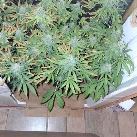 3 Critical Orange Punch growlog photo: 20 hs 