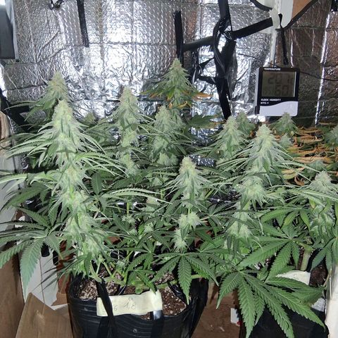 3 Critical Orange Punch growlog photo: 20 hs 