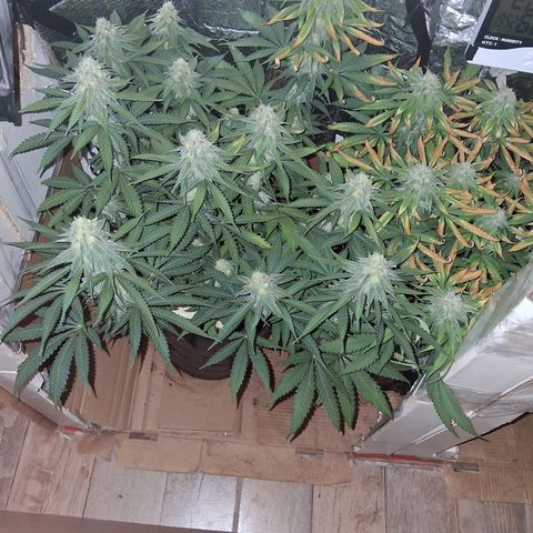 3 Critical Orange Punch growlog photo: 20 hs 