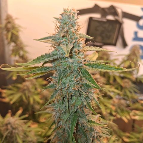 2 Auto Power Plant growlog photo: 12.30 hs power plant 1 