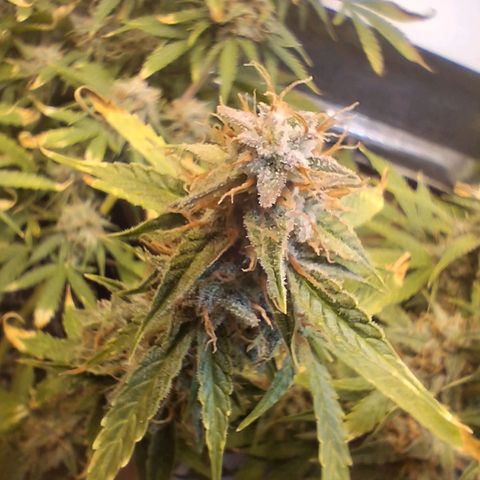 2 Auto Power Plant growlog photo: 12.30 hs power plant 1 