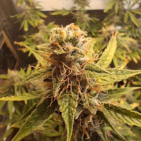 2 Auto Power Plant growlog photo: 12.30 hs power plant 1 