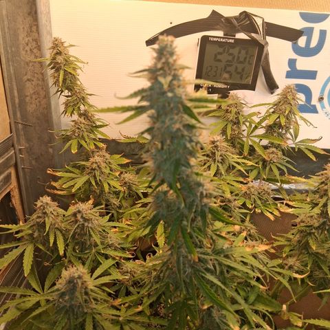 2 Auto Power Plant growlog photo: 12.30 hs power plant 1 