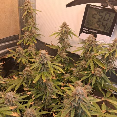2 Auto Power Plant growlog photo: 12.30 hs power plant 1 