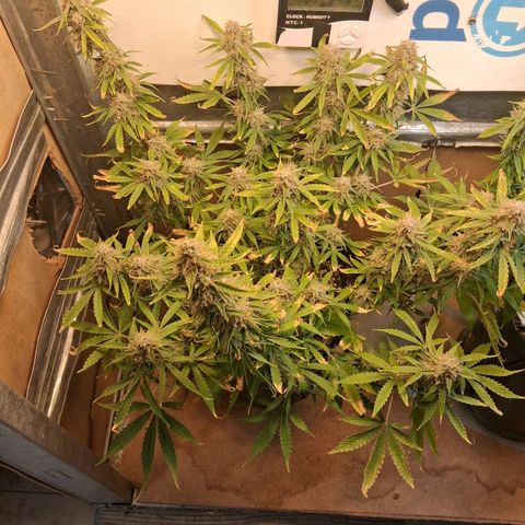 2 Auto Power Plant growlog photo: 12.30 hs power plant 1 