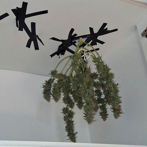 2 Auto Power Plant growlog photo: DIA FINAL PARA POWER PLANT 1 A LAS 18 HS MANICURA GRUESA Y SE CUELGA