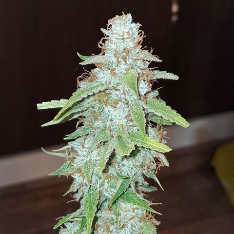 2 Auto Power Plant growlog photo: DIA FINAL PARA POWER PLANT 1 A LAS 18 HS MANICURA GRUESA Y SE CUELGA