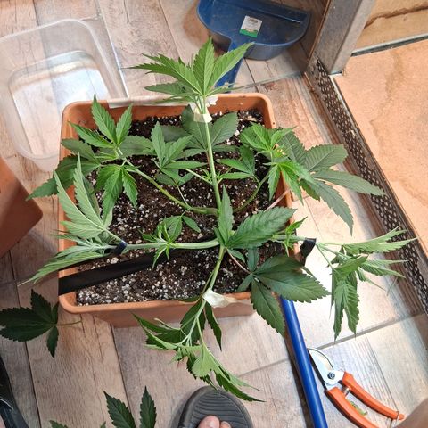 2 Rainbow maker Bsf  growlog photo: Ajustes y se separan las rainbow maker