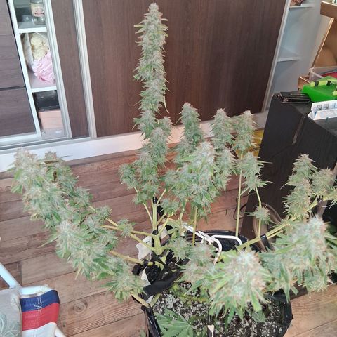 2 Auto Power Plant growlog photo: DIA FINAL PARA POWER PLANT 1 A LAS 18 HS MANICURA GRUESA Y SE CUELGA