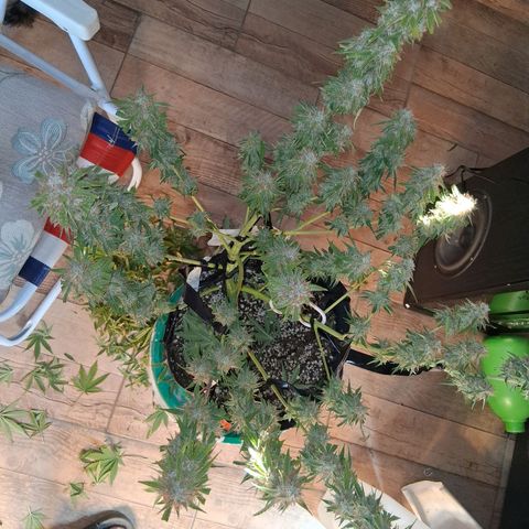 2 Auto Power Plant growlog photo: DIA FINAL PARA POWER PLANT 1 A LAS 18 HS MANICURA GRUESA Y SE CUELGA
