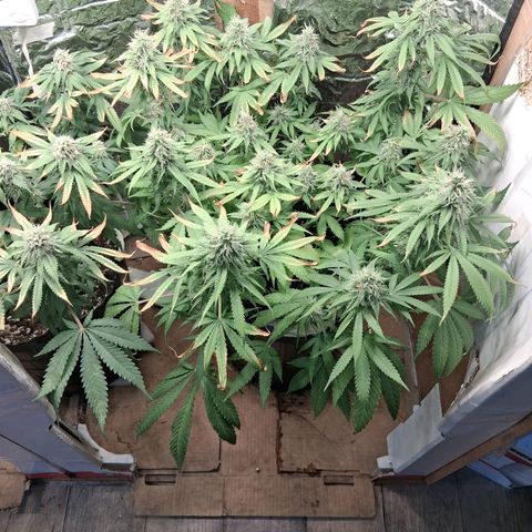 3 Critical Orange Punch growlog photo: despue de la defoliacion de hojas quemadas muy pegajosas las hojas y todo en general