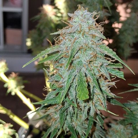 2 Auto Power Plant growlog photo: DIA FINAL PARA POWER PLANT 1 A LAS 18 HS MANICURA GRUESA Y SE CUELGA